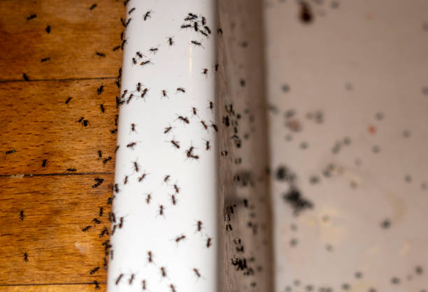 Best Best Pest Control Companies  in Fultonde, AL