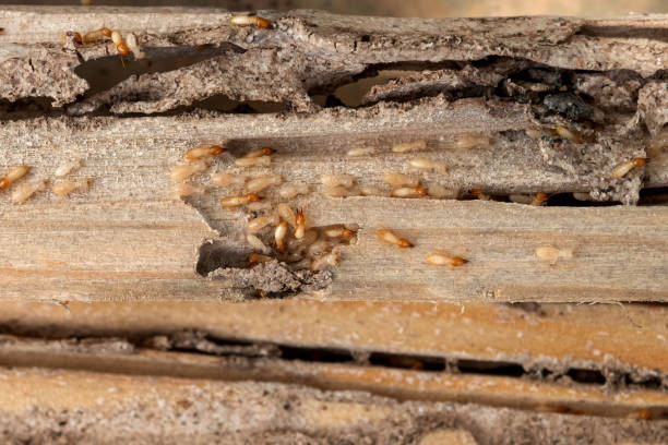 Trusted Fultondale, AL Pest Control Experts